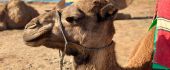 Days Out Andalucia to Tangier